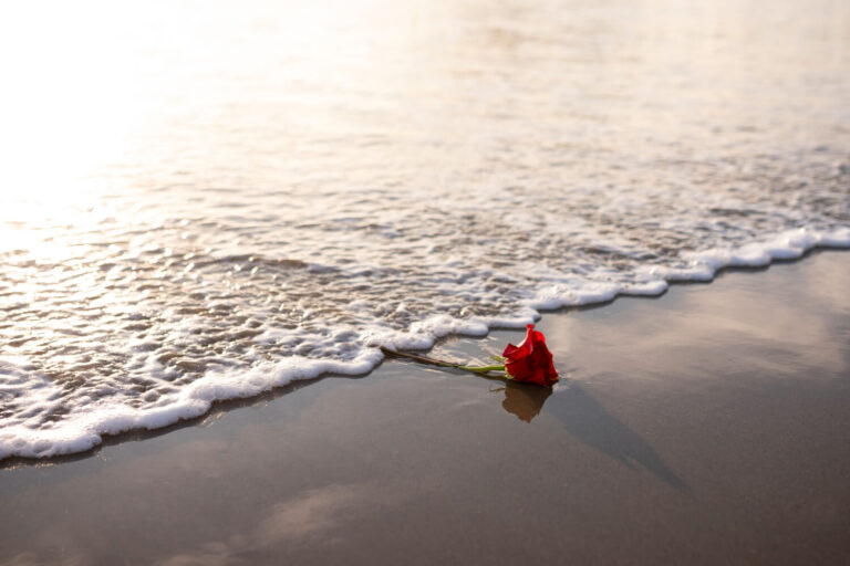 beautiful rose left beach with wavy water