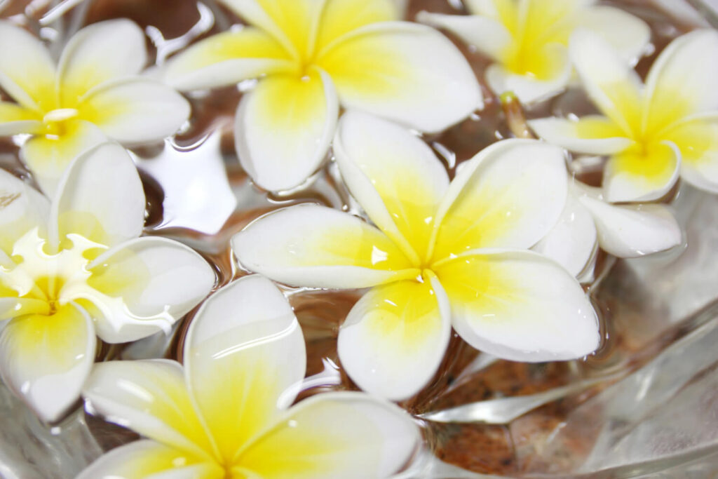 tropical flowers frangipani floating water