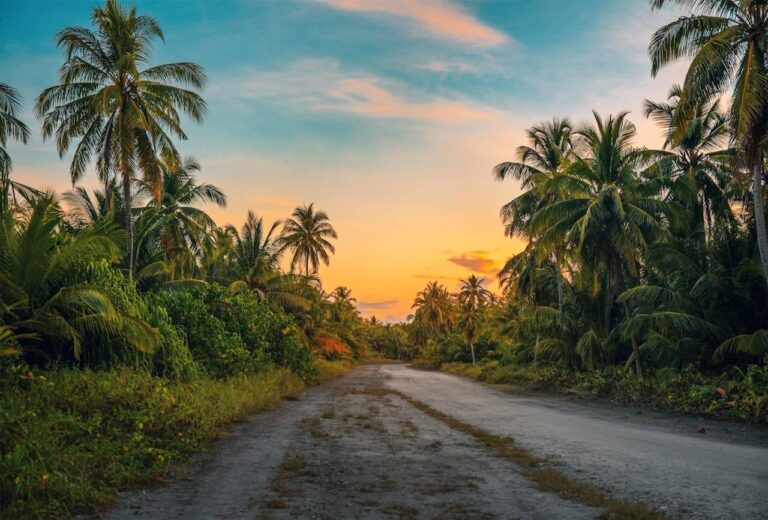 photography of dirt road surrounded by trees