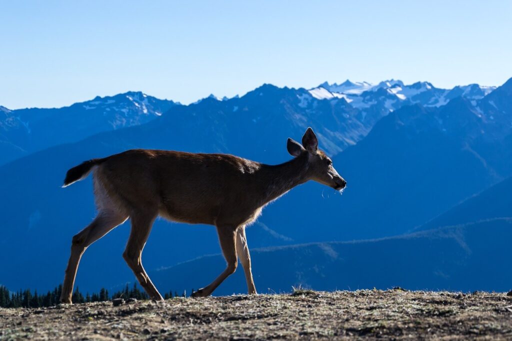 Olympic National Park